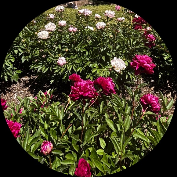 kkroses34